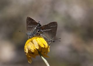 G�zel Sevbeni&nbsp;(Satyrium&nbsp;spini)
