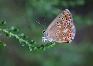 okgzl Esmer (Aricia agestis)