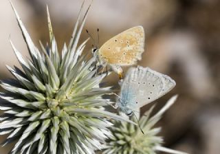 okgzl Dafnis (Polyommatus daphnis)