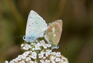 okgzl Dafnis (Polyommatus daphnis)