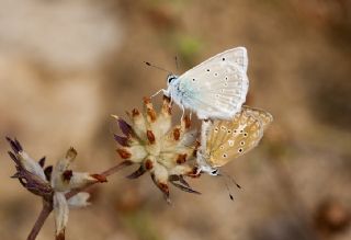 okgzl Dafnis (Polyommatus daphnis)