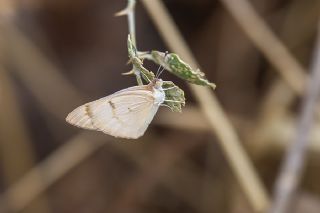 Mezopotamya Kolotisi (Colotis fausta)