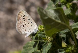 Karsandra (Zizeeria karsandra)