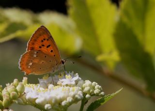 Orman Bakr Gzeli (Lycaena virgaureae)