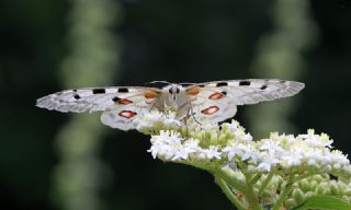 Apollo (Parnassius apollo)