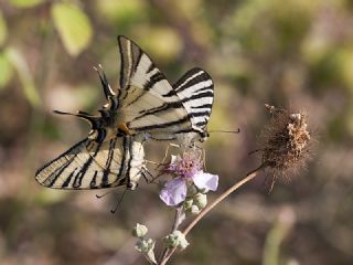 Erik Krlangkuyruk (Iphiclides podalirius)