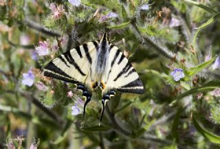 Erik Krlangkuyruk (Iphiclides podalirius)