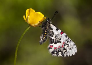 Kafkas Fistosu (Zerynthia caucasica)