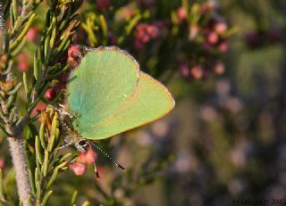 Zmrt (Callophrys rubi)