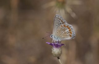 �okg�zl� Menek�e Mavisi&nbsp;(Polyommatus&nbsp;thersites)