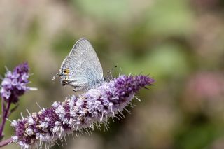 Minik Sevbeni (Satyrium acaciae)