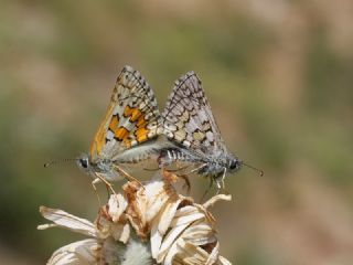 Sar Bandl Zpzp (Pyrgus sidae)