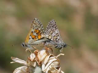 Sarbandl Zpzp (Pyrgus sidae)