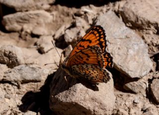 Trkistan parhan (Melitaea arduinna)