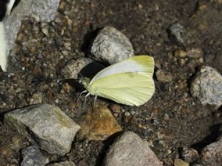 Yalanc Beyazmelek (Pieris pseudorapae)