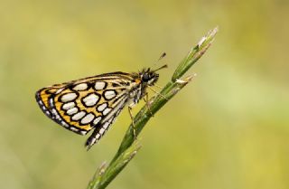 Beyaz Benekli Zpzp (Heteropterus morpheus)