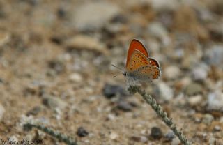 K���k Ate� G�zeli&nbsp;(Lycaena&nbsp;thersamon)