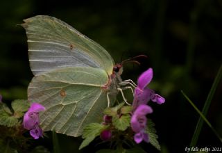 Orakkanat&nbsp;(Gonepteryx&nbsp;rhamni)