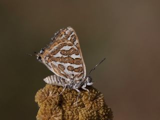 �eytanc�k&nbsp;(Cigaritis&nbsp;acamas)