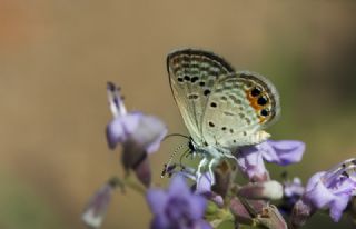 Mcevher Kelebei (Chilades trochylus)