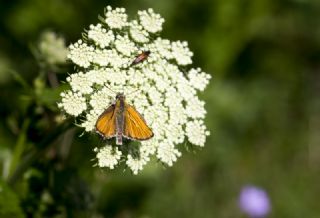 Sar Antenli Zpzp (Thymelicus sylvestris)