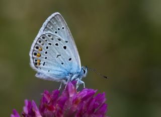 okgzl Amanda (Polyommatus amandus)