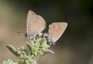 Anormal okgzl (Polyommatus admetus)