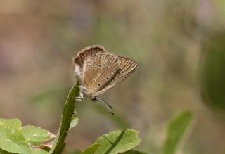 Anormal �okg�zl�&nbsp;(Polyommatus&nbsp;admetus)