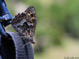 G�ney K�z�lmele�i&nbsp;(Hipparchia&nbsp;senthes)