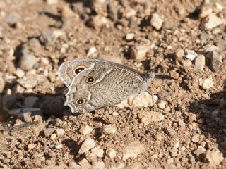 Beyaz Bandl Karamelek (Hipparchia parisatis)