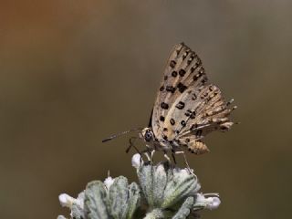 Akdeniz �eytanc���&nbsp;(Cigaritis&nbsp;cilissa)