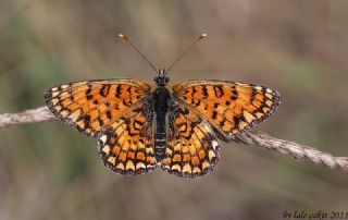 Benekli Byk parhan (Melitaea phoebe)