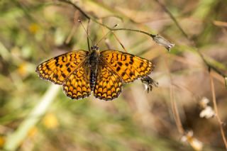 Benekli Byk parhan (Melitaea phoebe)