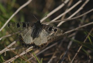 Yalanc� Apollo&nbsp;(Archon&nbsp;apollinus)