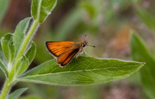 Siyah Antenli Zpzp (Thymelicus lineolus)