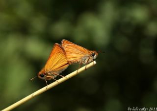 Siyah Antenli Zıpzıp (Thymelicus lineolus)