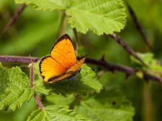 Osmanl Atei (Lycaena ottomanus)