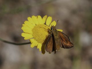 Sar Lekeli Zpzp (Thymelicus acteon)