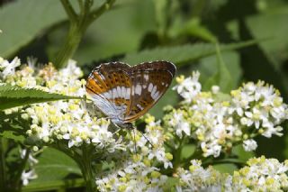 Hanmeli Kelebei (Limenitis camilla)