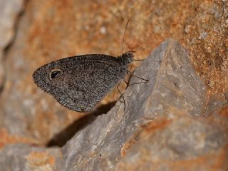 Karagz (Ypthima asterope)