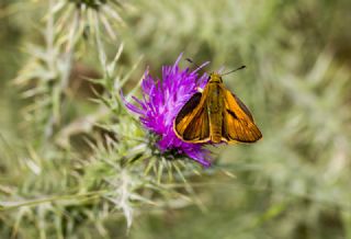 Orman Zpzp (Ochlodes sylvanus)