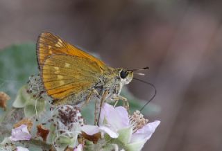 Orman Zpzp (Ochlodes sylvanus)