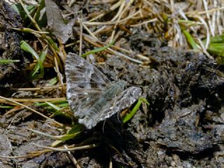 Tyl Zpzp (Carcharodus flocciferus)