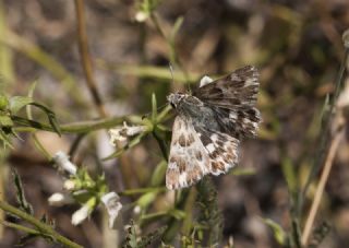 Mermer Z�pz�p�&nbsp;(Carcharodus&nbsp;lavatherae)