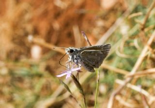 Gm Benekli Zpzp (Hesperia comma)