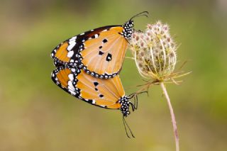 Sultan (Danaus chrysippus)