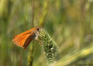 Sar� Antenli Z�pz�p&nbsp;(Thymelicus&nbsp;sylvestris)