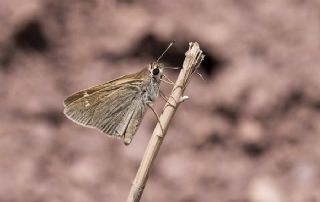 Alsides Z�pz�p�&nbsp;(Eogenes&nbsp;alcides)