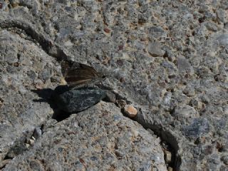 Kara Zpzp (Erynnis marloyi)