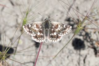 Pogge Zpzp (Muschampia poggei)